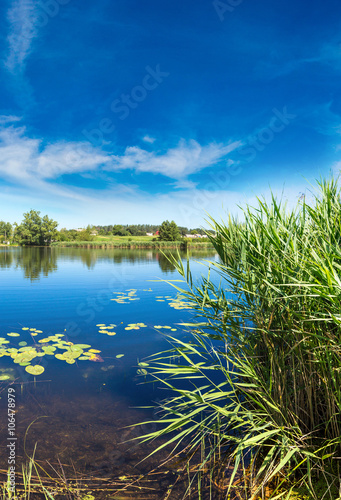 Calm pond and water plants