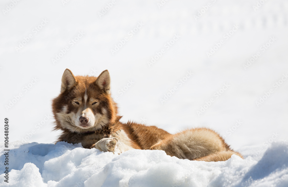 Obraz premium chien de traîneau