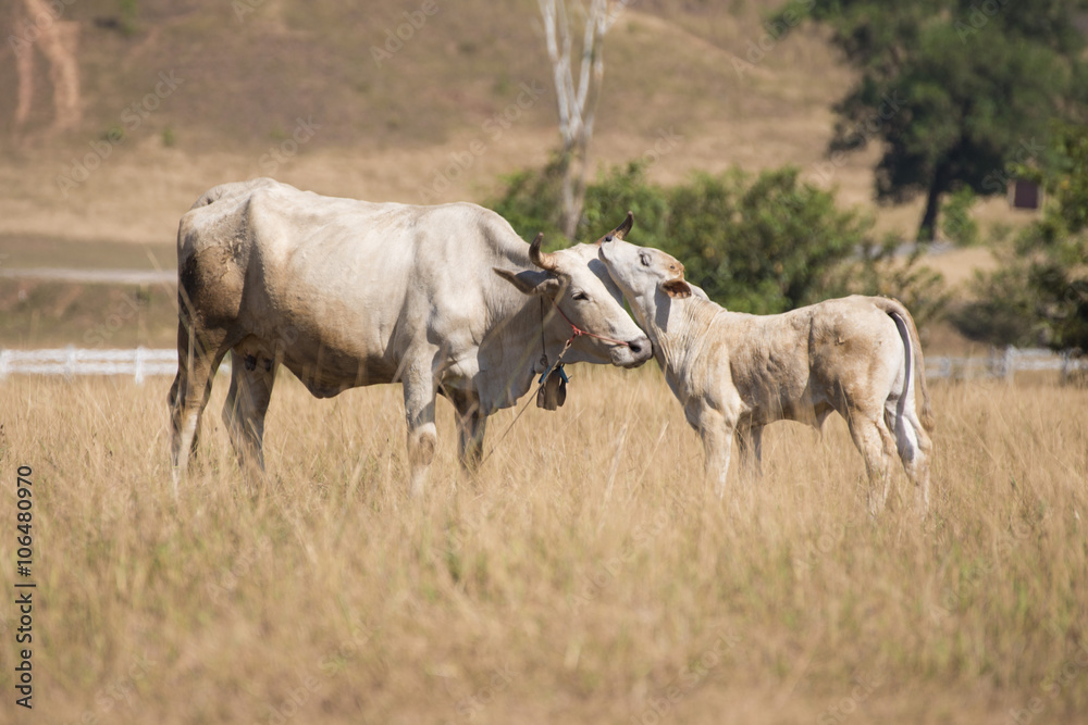 cows at bald mountain or grass mountain in Ranong province cows at bald mountain or grass mountain in Ranong province