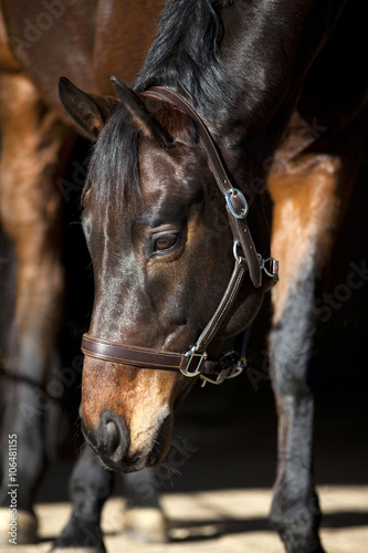 horse portrait on black background © anjajuli