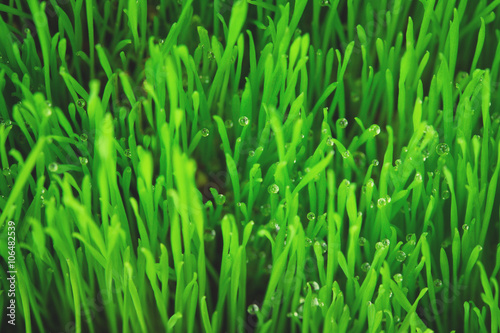 Soft green grass