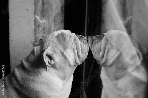 Pug Dog is looking into the mirror, Black and White style.