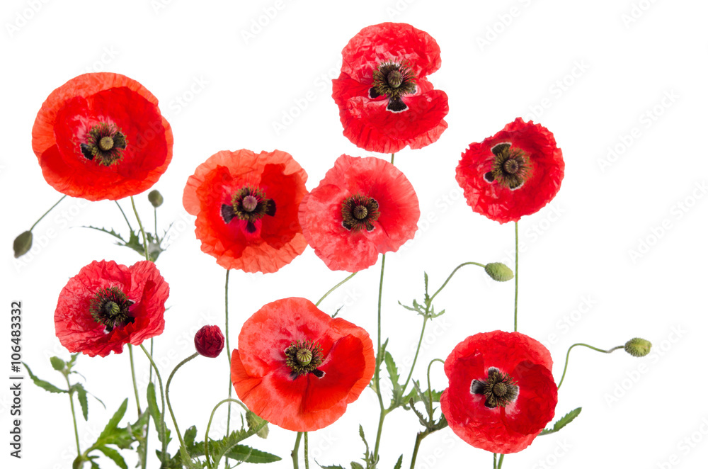 red poppies isolated on white background red poppies isolated on white background