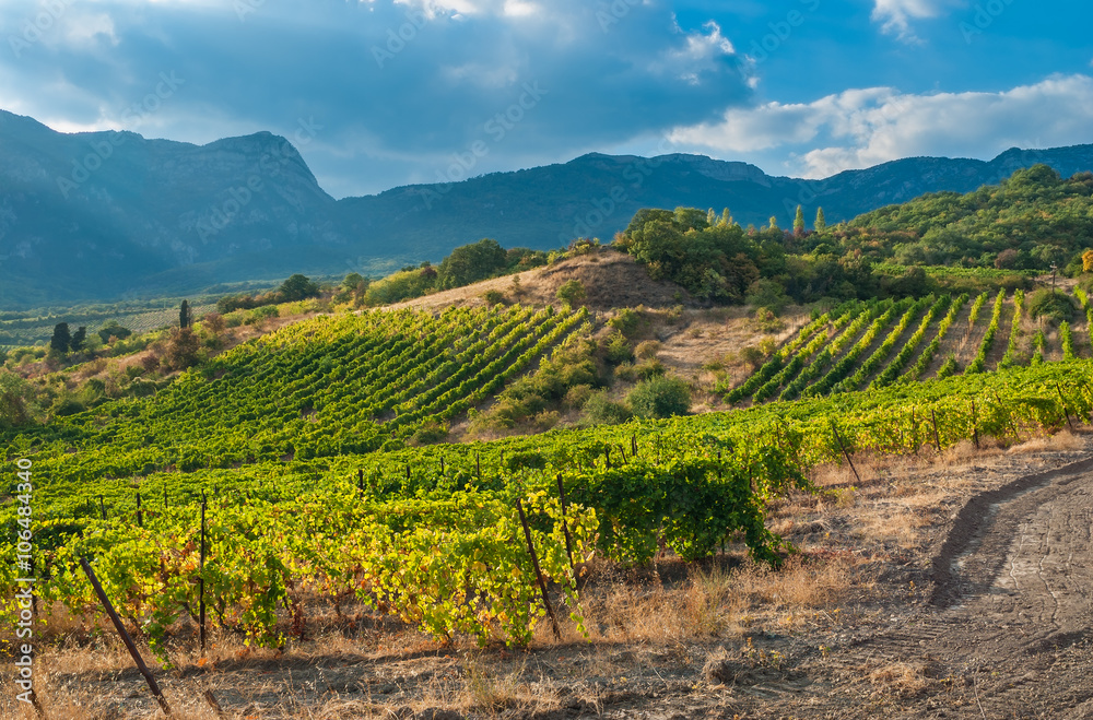 Mountains, vineyards and autumnal sky - typical landscape on Crimean peninsula