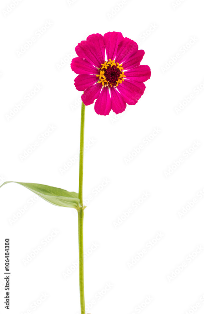 zinnias flower isolated