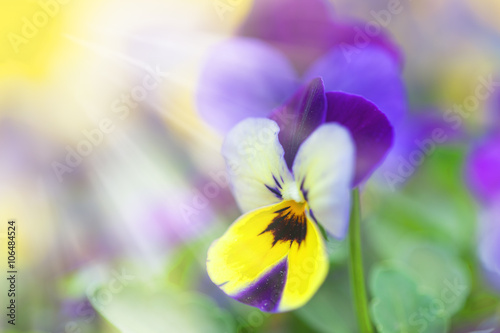 Violet, white and yellow pansy flowers in the garden. closeup