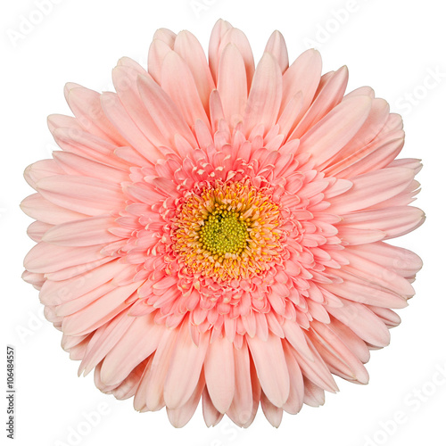 gerbera pink color on a white background
