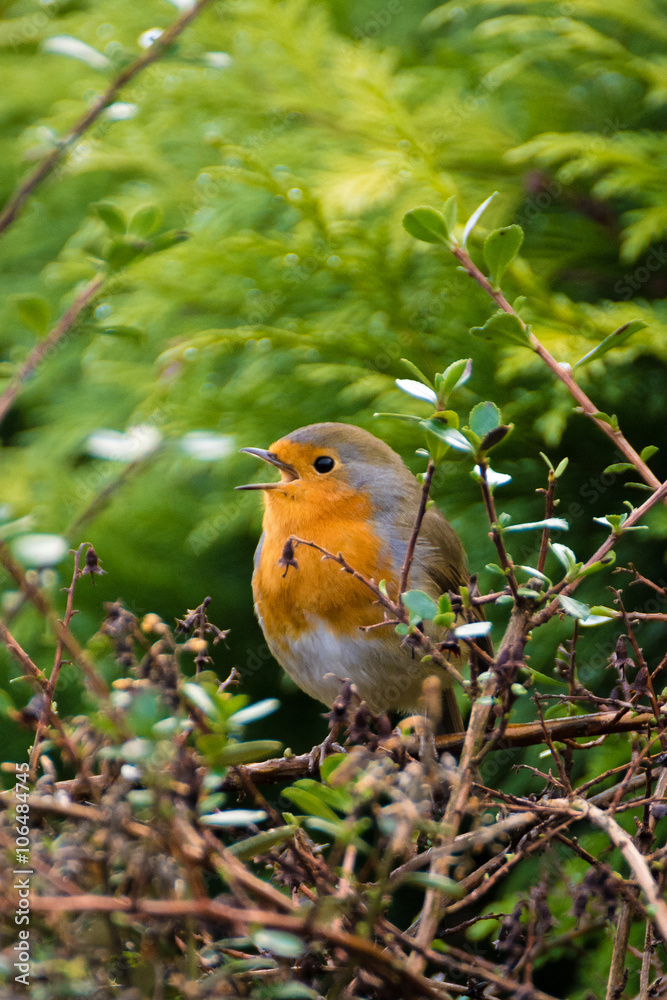 British Red Breasted Robin Songbird perched in a garden bush chirping away on a spring morning. British Red Breasted Robin Songbird perched in a garden bush chirping away on a spring morning.