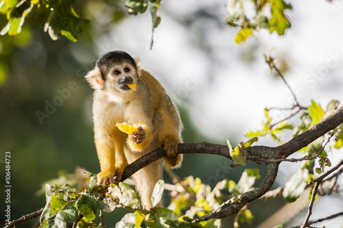 Petit singe en train de manger © PicsArt