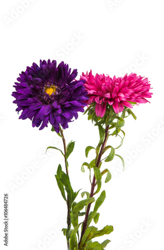 a bouquet of asters isolated