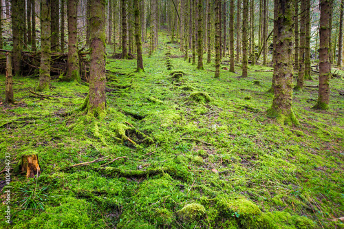 Verte forêt © Tomfry
