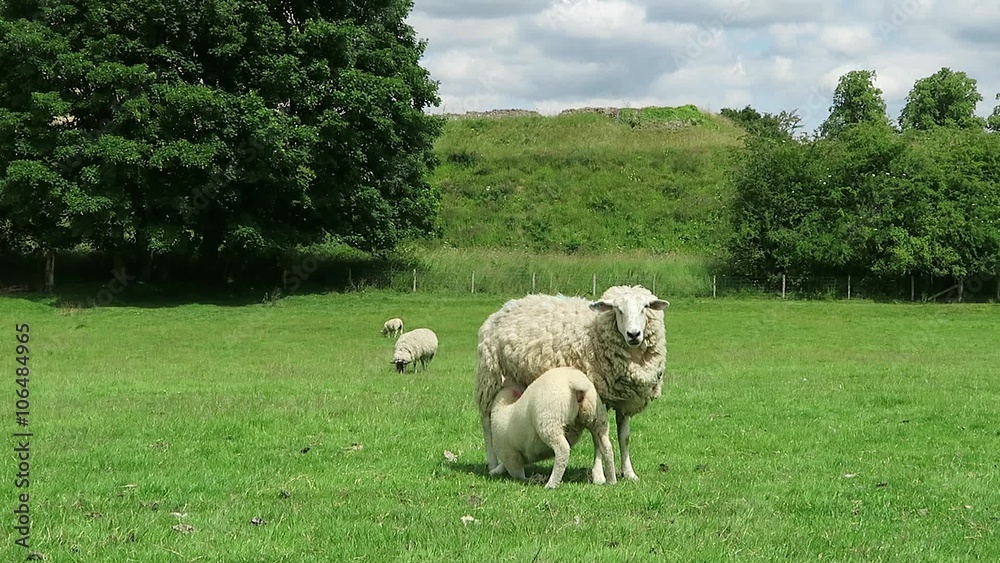 Lamb suckles off mother ewe in field Lamb suckles off mother ewe in field