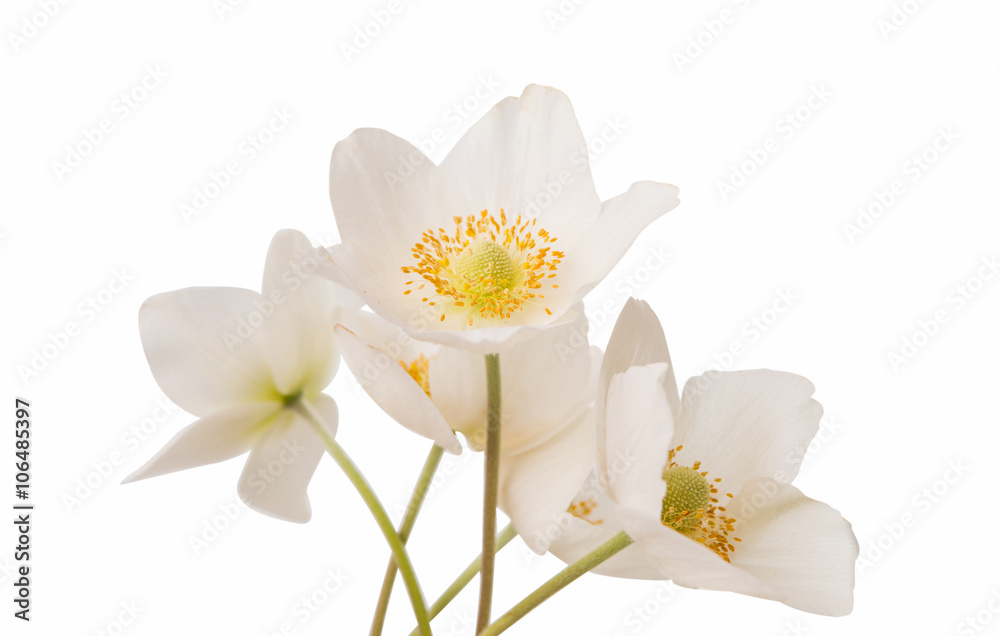 Fototapeta premium white flower anemone Dubravnaya isolated