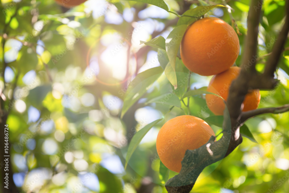 orange tree background