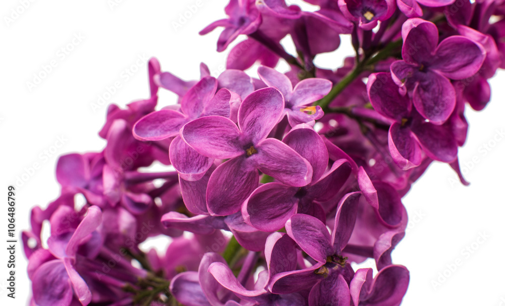 lilac close up