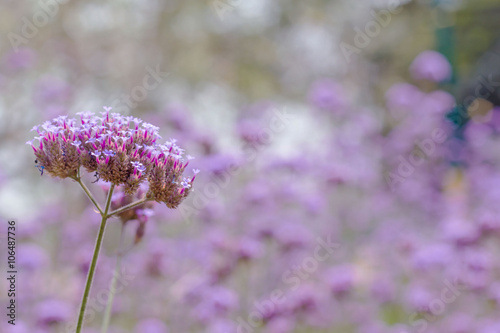 Beautiful Blooming Purple Allium Close Up photo