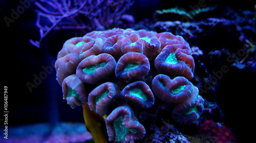 Candy Cane Coral (Caulastrea furcata) 