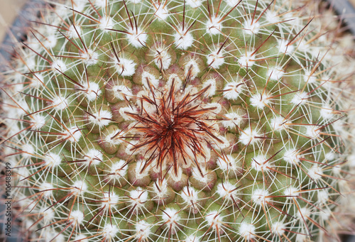 Fototapeta Naklejka Na Ścianę i Meble -  cactus background from macro nature with the thorn