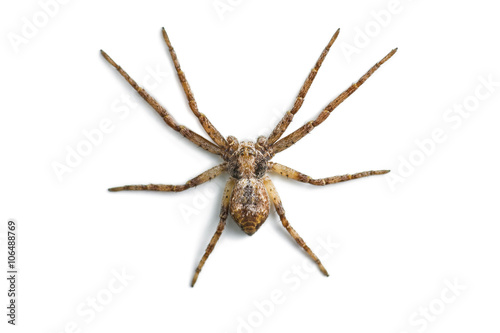 Scary Spider Isolated on White © nechaevkon