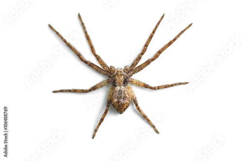 Scary Spider Isolated on White