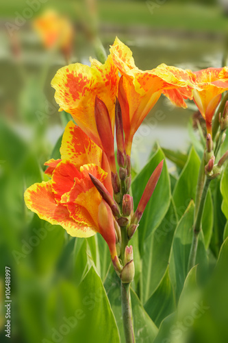 Fototapeta Naklejka Na Ścianę i Meble -  Close up canna flower yellow orange in a garden