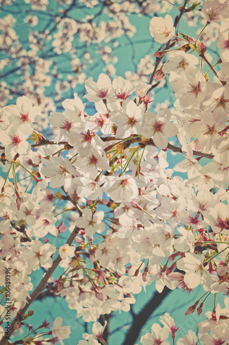 Sakura tree flowers background