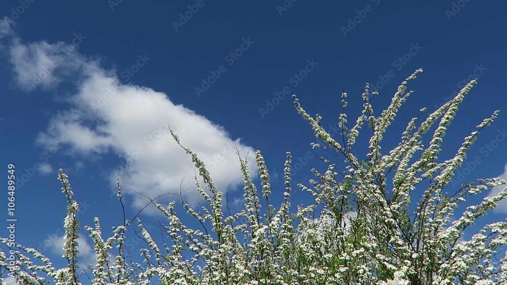 The wind gently moves tree blossom on sunny day