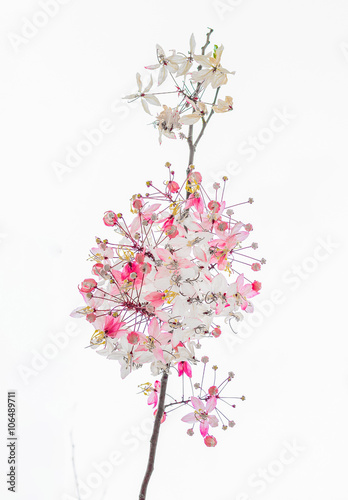 Pink blossoms on the branch in white background. © sakarin14
