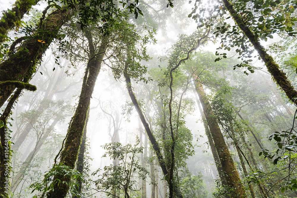 Naklejka premium forest trees, nature green wood sunlight backgrounds, doi inthan