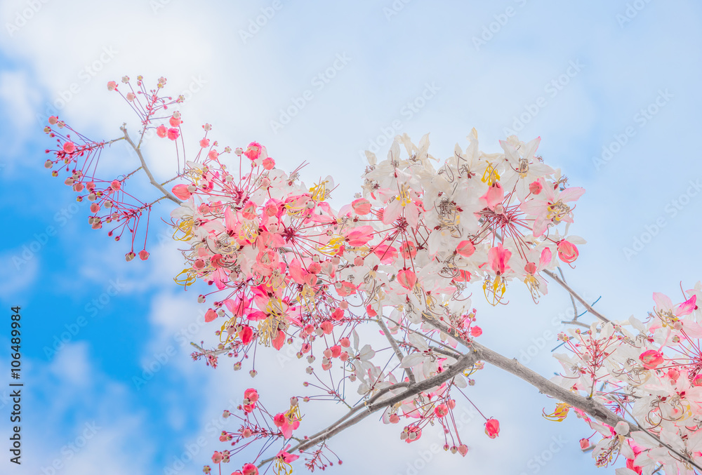 Pink blossoms on the branch with blu sky during spring blooming.