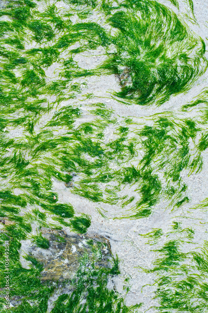 Seaweed on the sand beach