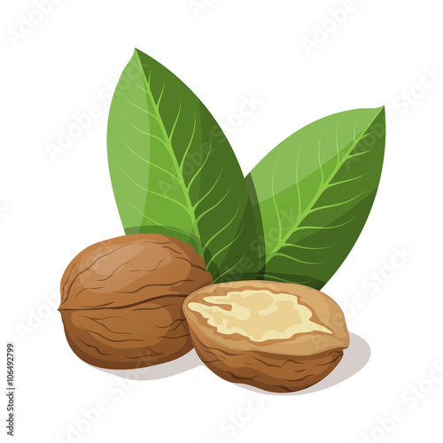 Walnuts with leafs isolated on white. Vector illustration.
