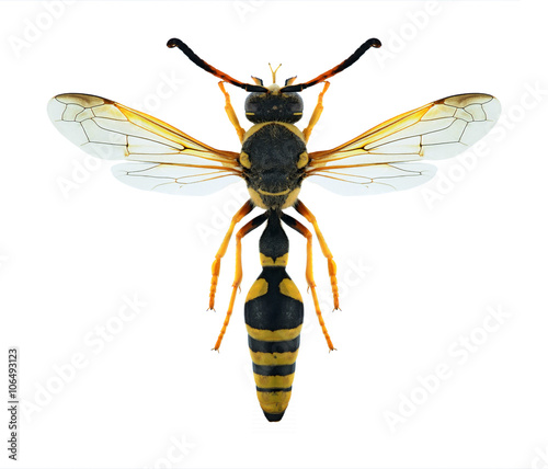 Wasp Katamenes flavigularis photo