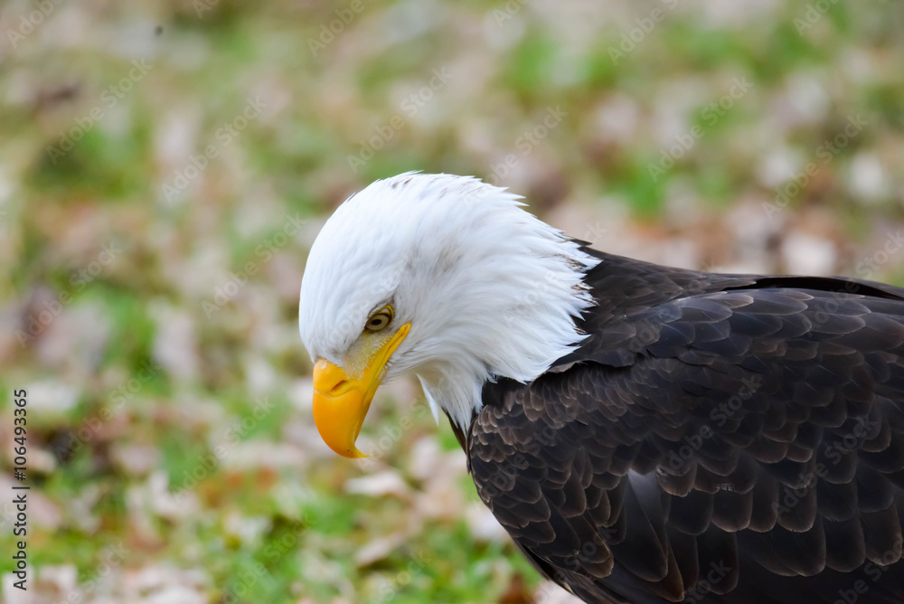 Obraz premium Weßkopfseeadler
