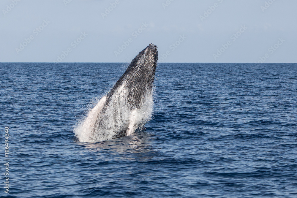 Fototapeta premium Humpback Whale Beginning to Breach
