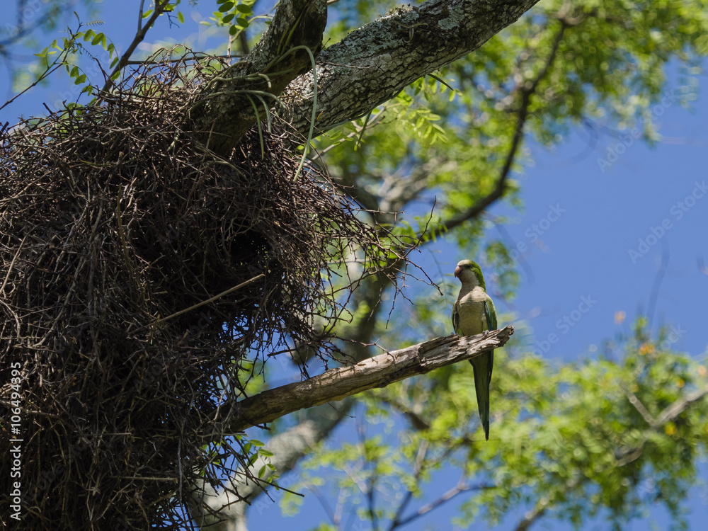Fototapeta premium The monk parakeet (Myiopsitta monachus)