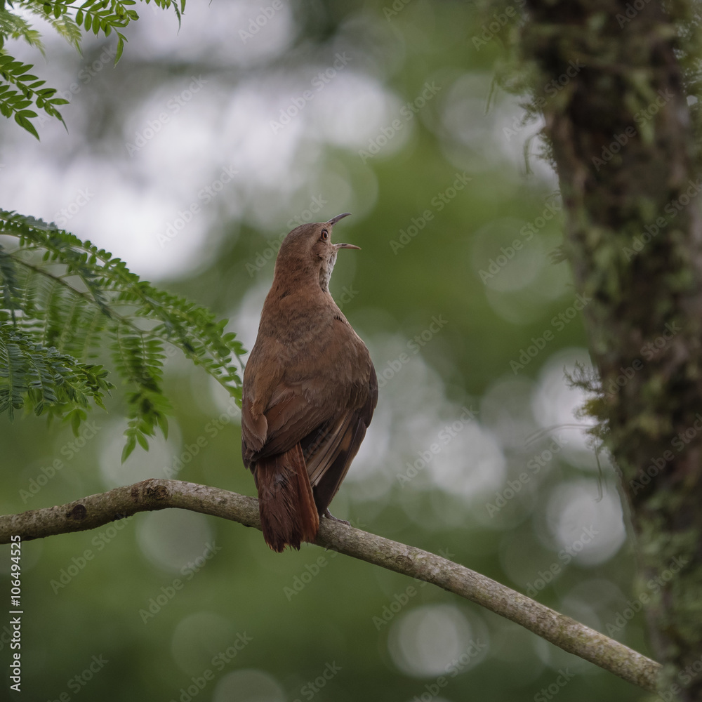 The clay-colored thrush (Turdus grayi) The clay-colored thrush (Turdus grayi)