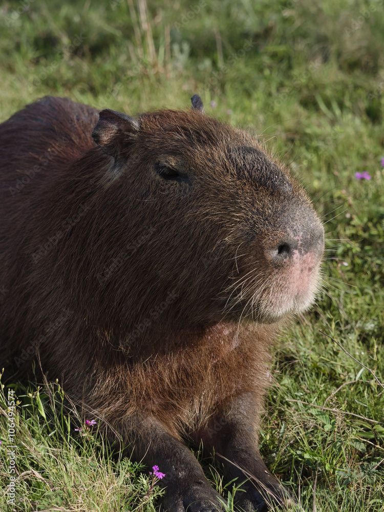 Fototapeta premium Capybara, the largest rodent