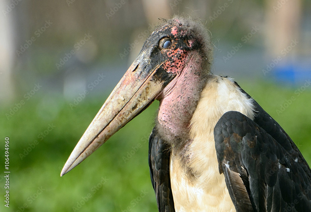 Marabou stork, Lake Naivasha, Kenya