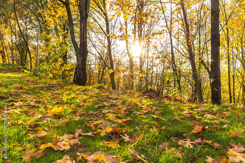grassland in forest in seattle in morning grassland in forest in seattle in morning