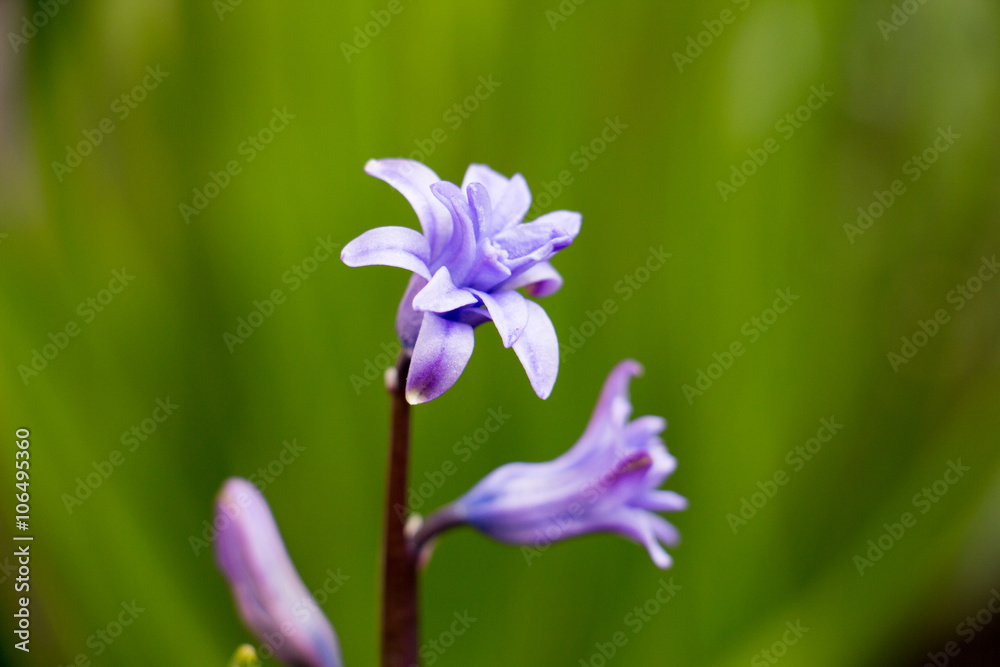 
Spring hyacinth flowers