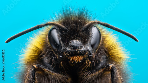 Leinwand Poster Angry Bumblebee