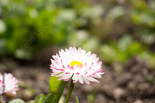 Daisies   Common daisy