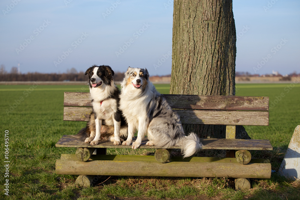 Zwei Australian Shepherds auf einer Parkbank