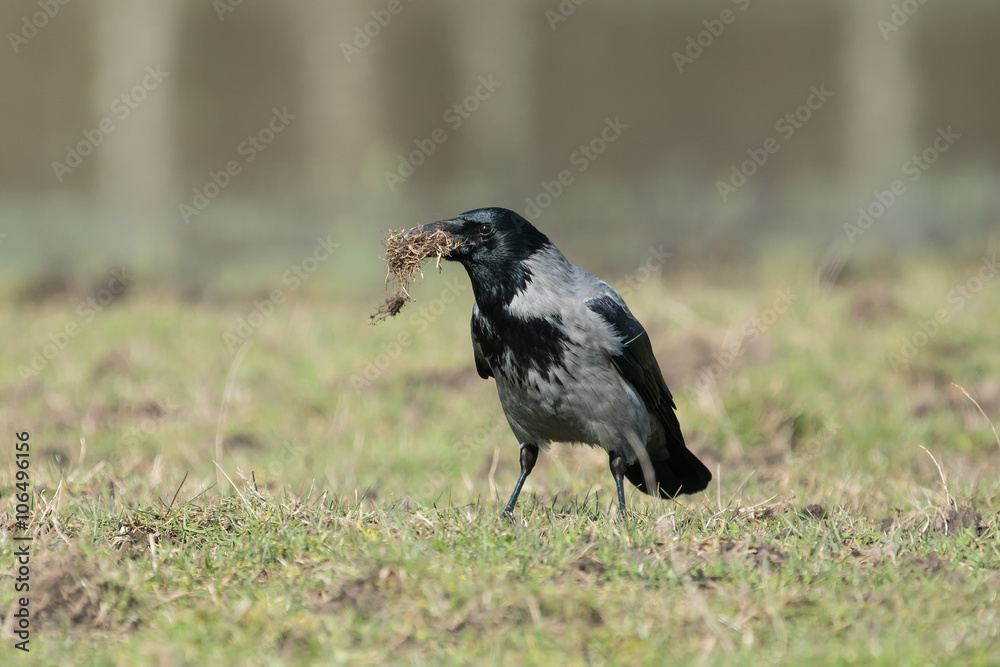 Hooded crow standing in a grass field with nesting material in the beak Hooded crow standing in a grass field with nesting material in the beak