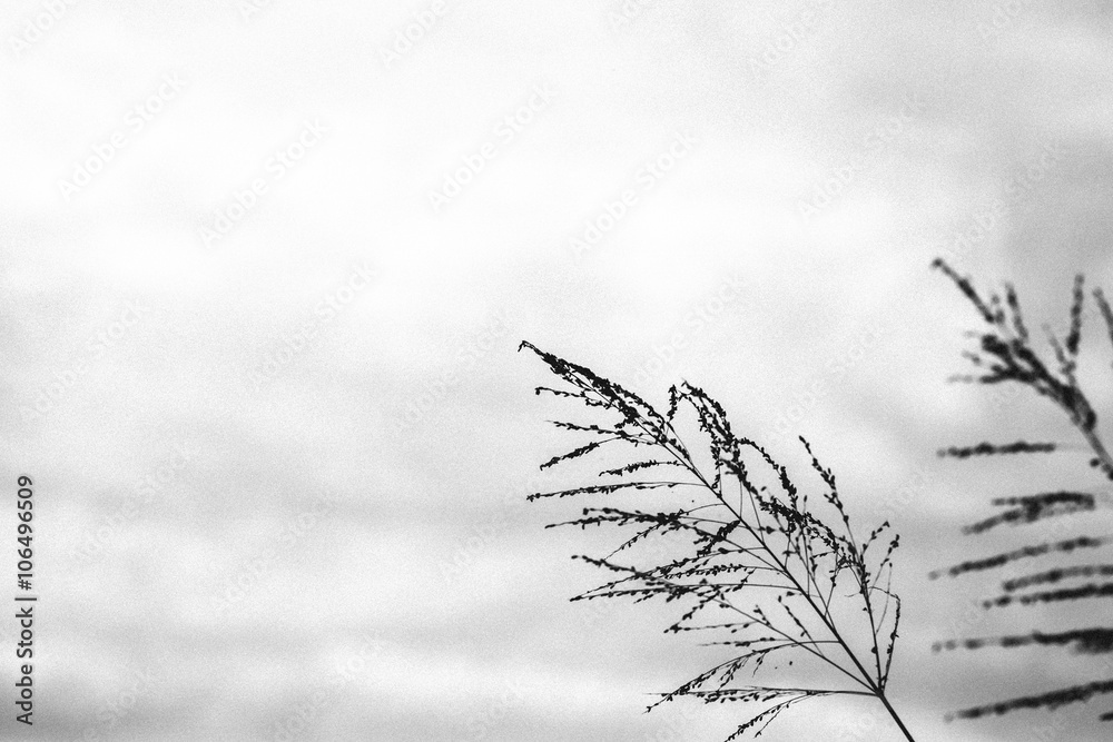 Fototapeta premium Vintage style of flower in black and white