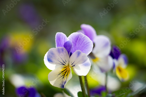 Fototapeta Naklejka Na Ścianę i Meble -  
Pansy Spring Flower