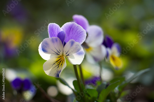 Fototapeta Naklejka Na Ścianę i Meble -  
Pansy Spring Flower