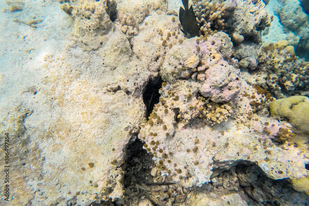 exotic marine life near Maldives island, tropical summer vacation concept exotic marine life near Maldives island, tropical summer vacation concept