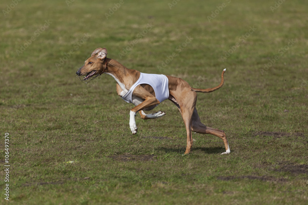 Azawakh sight hound at coursing race